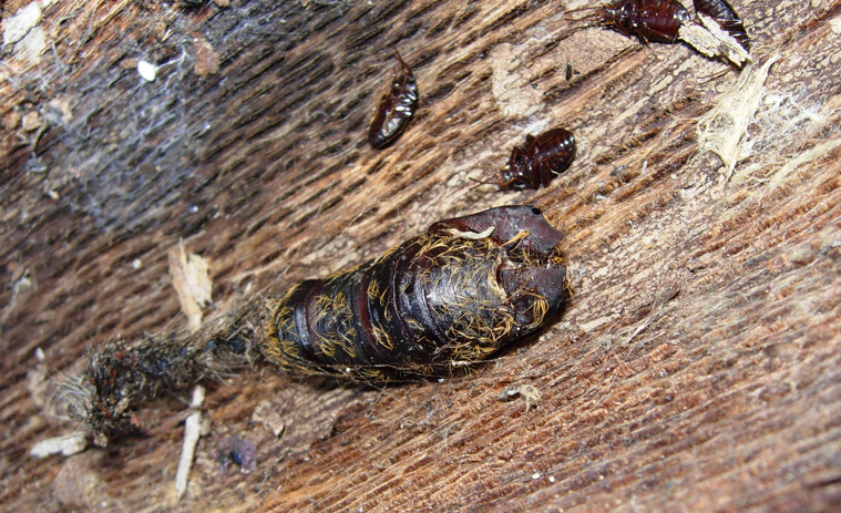 Sotto la corteccia del pino silvestre